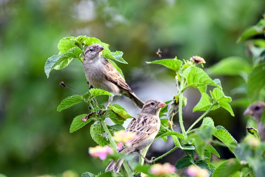 Two sparrows perched on a leafy green branch.
