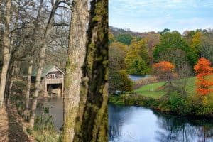 Tree care in Surrey involves managing common trees and addressing local challenges effectively.