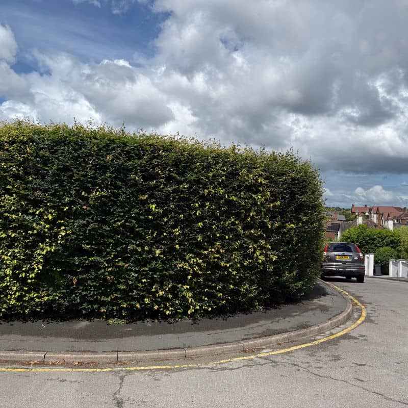 Before photo od an overgrown hedge needing trimming