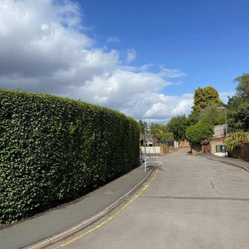 After photo of a neat and tidy hedge in Guildford Surrey.