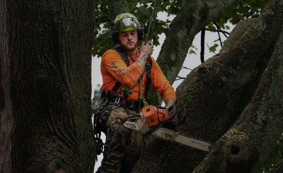 Arborist in surrey