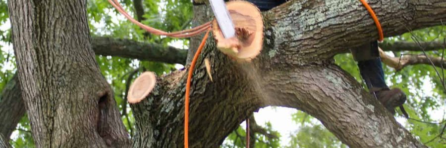 Tree removal cost and professional tree cutting services in the UK.