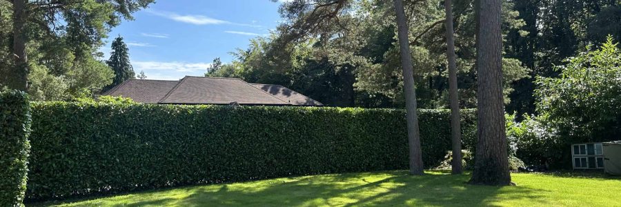 hedge cutting in Haslemere by Native Forest Ltd
