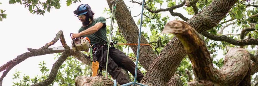 Arborist inspecting tree branches for safety risks in a large oak tree.
