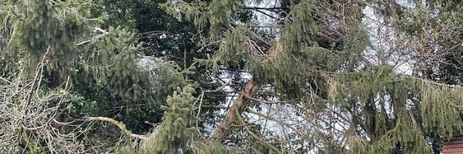 Storm-damaged Spruce tree removal in Haslemere