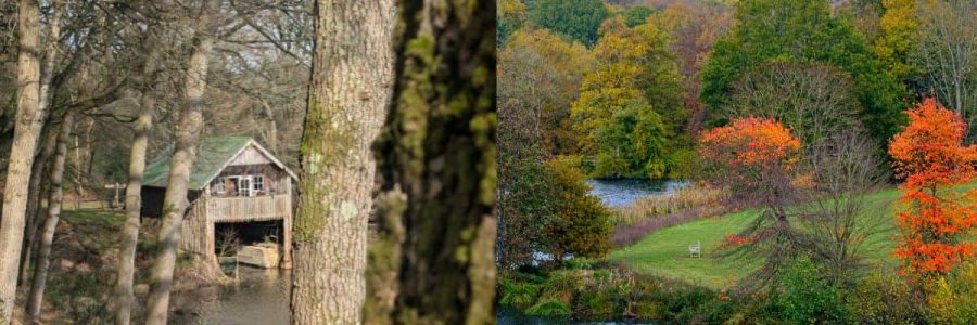 Tree care in Surrey involves managing common trees and addressing local challenges effectively.