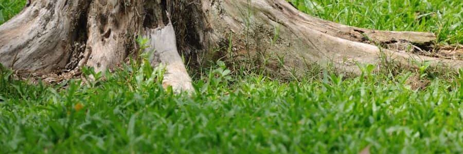 Tree stump removal