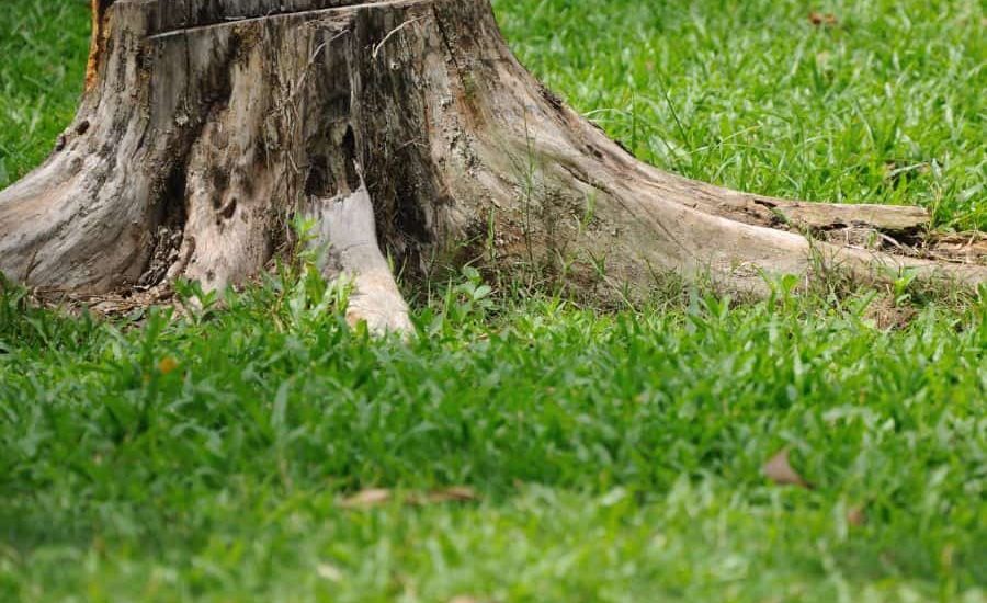 Tree stump removal