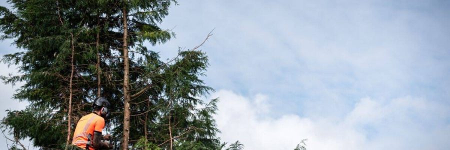 Arborist pruning tall trees in woodland for health and safety.