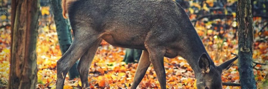 Woodland Management