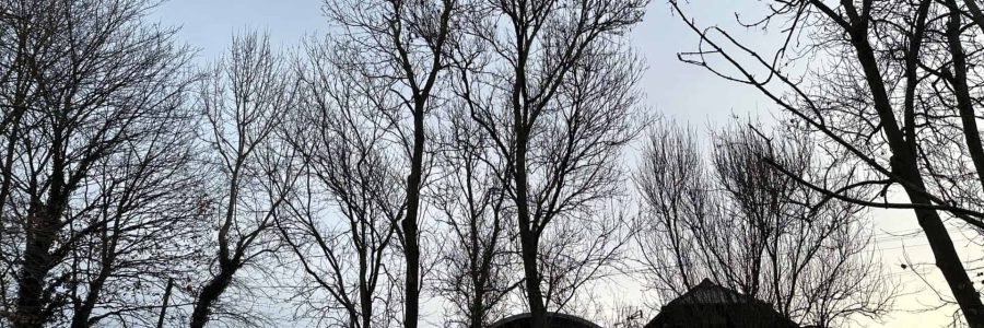 Commercial Tree Services Surrey