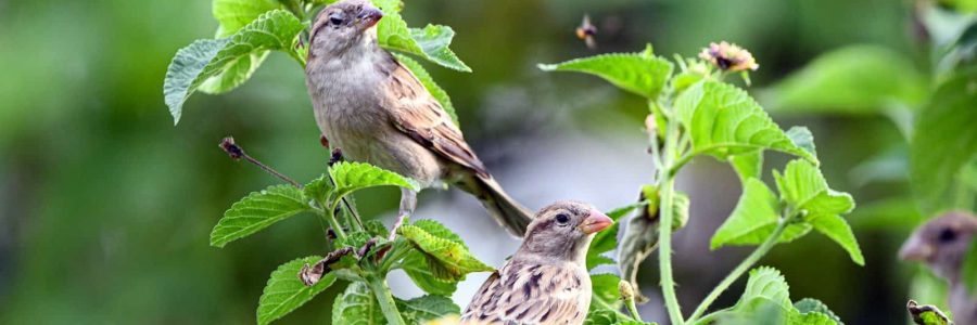 Two sparrows perched on a leafy green branch.